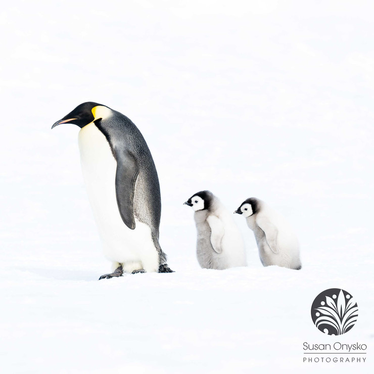 "Follow the Leader" Antarctica, 2022