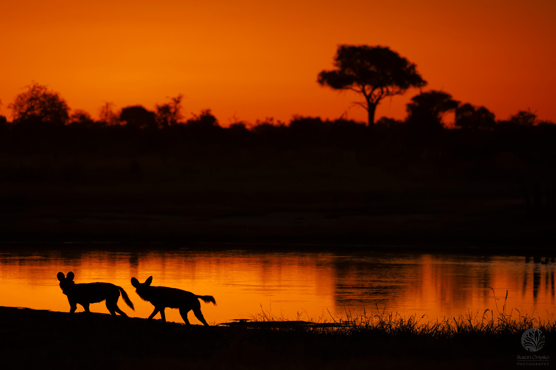 Sunset Love, Botswana 2023