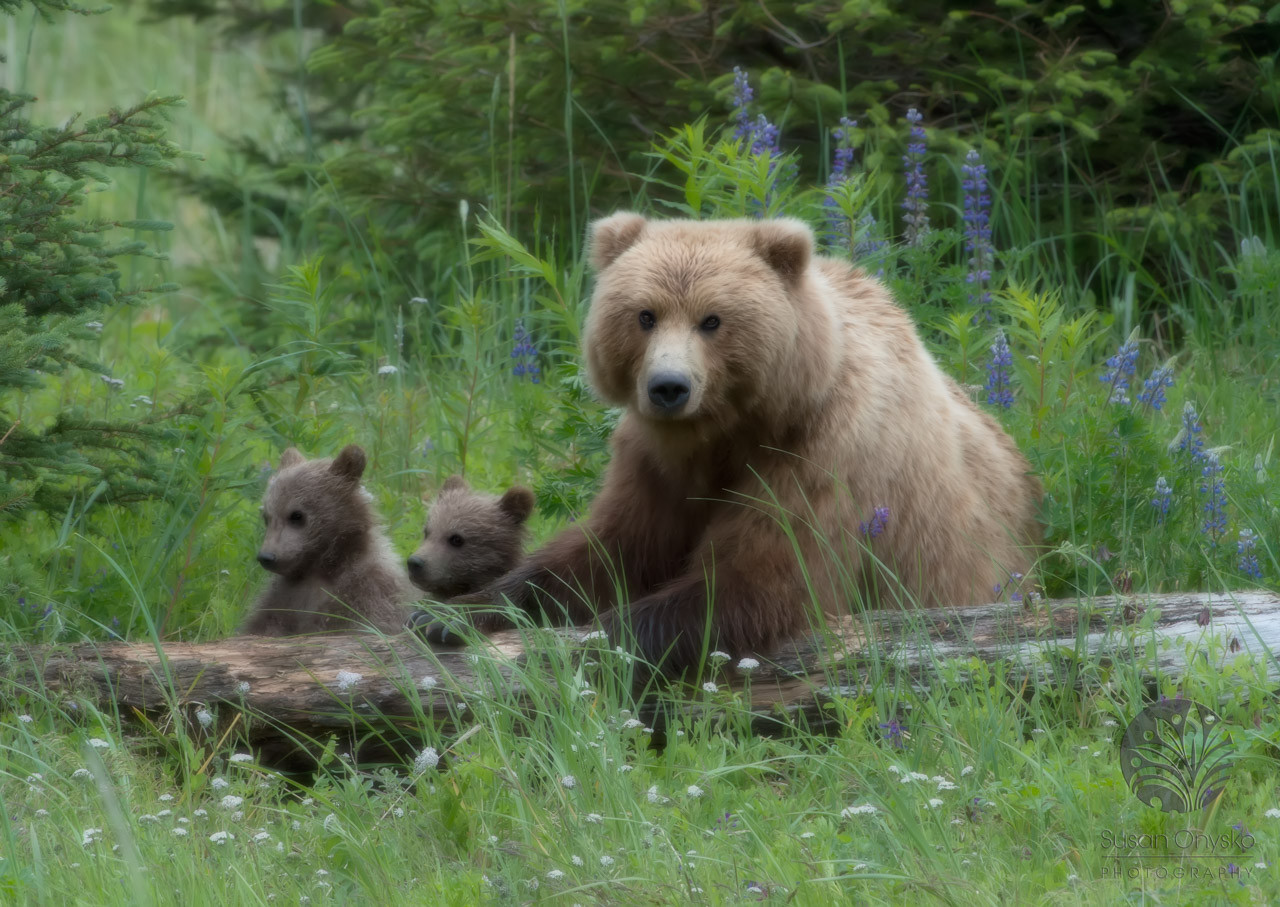 Alaska Fly-in Bear Safari