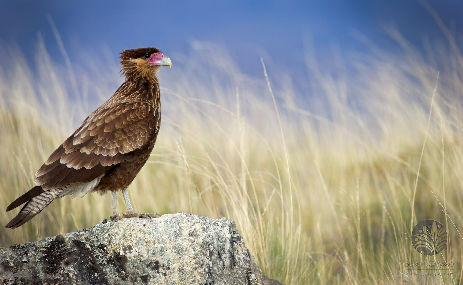 Texas Birds in Spring