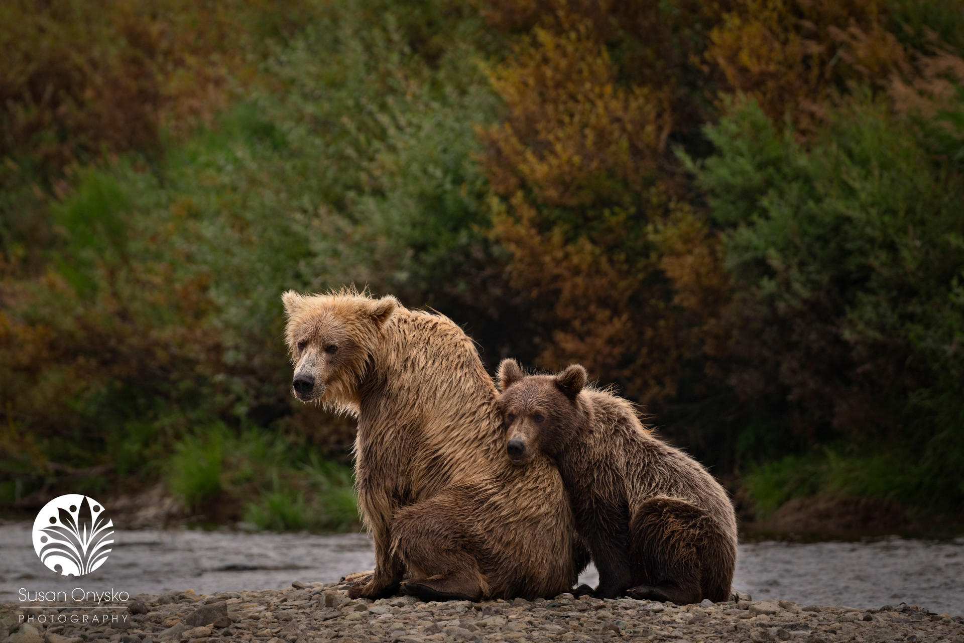 Brown Bear Safari