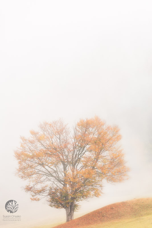 Ouray Fall Colors