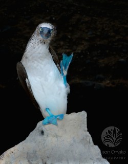 "Blue Footed Boobie Says Hi", Galapagos 2012