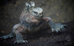 "Marina Iguana 1", Galapagos 2012