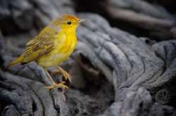 "Yellow", Galapagos 2012