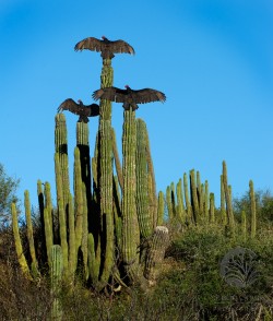 "3 Blackbirds, Sitting on a Cactus", Baja California, Mexico 2010