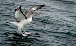 "Water Skiing", New Zealand 2010