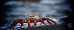 "Crabby", Galapagos 2012