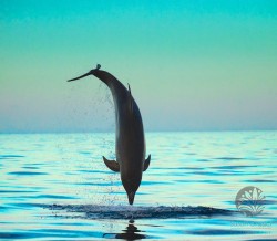 "The Plunge", Galapagos 2012