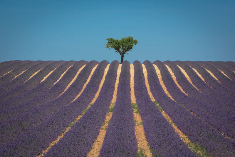 "Lavender Love", France 2015