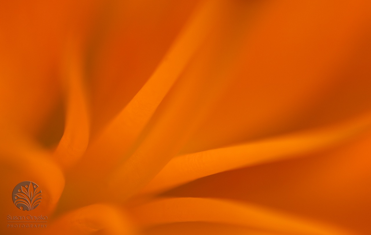 Erie Shores Photography Club